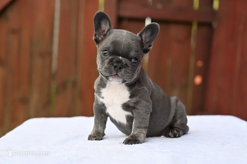 Sprinkles – French Bulldog puppy for sale in Decatur, GA