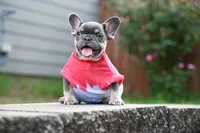 Smiley , a female French Bulldog for sale in Decatur, GA – 3 of 6
