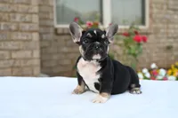 Kay Kay , a female French Bulldog for sale in Decatur, GA – 1 of 6