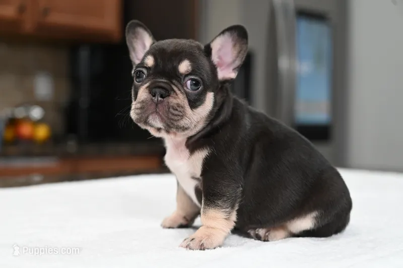 Honey  – French Bulldog puppy for sale in Decatur, GA