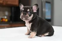 Honey , a female French Bulldog for sale in Decatur, GA – 4 of 6