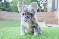 Princess , a female French Bulldog for sale in Decatur, GA – 1 of 3