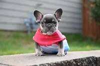 Smiley , a female French Bulldog for sale in Decatur, GA – 4 of 6