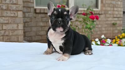 Kay Kay , a female French Bulldog for sale in Decatur, GA – 6 of 6