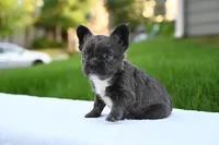 Storm, a female French Bulldog for sale in Decatur, GA – 1 of 4
