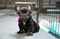 Lilly, a female French Bulldog for sale in Decatur, GA – 4 of 6