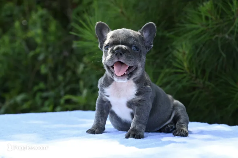 Sprinkles – French Bulldog puppy for sale in Decatur, GA