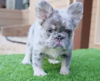 Princess , a female French Bulldog for sale in Decatur, GA – 2 of 3