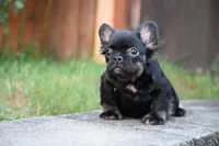 Lilly, a female French Bulldog for sale in Decatur, GA – 6 of 6