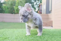 Princess , a female French Bulldog for sale in Decatur, GA – 3 of 3