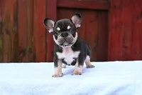 Honey , a female French Bulldog for sale in Decatur, GA – 2 of 6