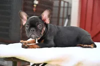 Hugo, a male French Bulldog for sale in Decatur, GA – 5 of 7