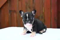 Poppy, a male French Bulldog for sale in Decatur, GA – 1 of 5