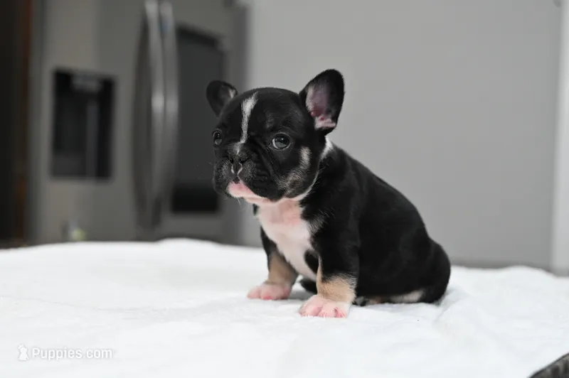 Poppy – French Bulldog puppy for sale in Decatur, GA
