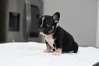 Poppy, a male French Bulldog for sale in Decatur, GA – 2 of 5