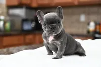 Bleu, a male French Bulldog for sale in Decatur, GA – 4 of 5