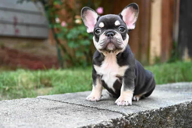 Honey  – French Bulldog puppy for sale in Decatur, GA