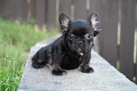 Lilly, a female French Bulldog for sale in Decatur, GA – 2 of 6