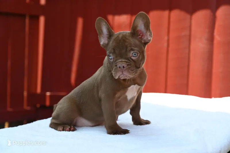 Golden – French Bulldog puppy for sale in Decatur, GA