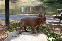 Golden, a male French Bulldog for sale in Decatur, GA – 9 of 10