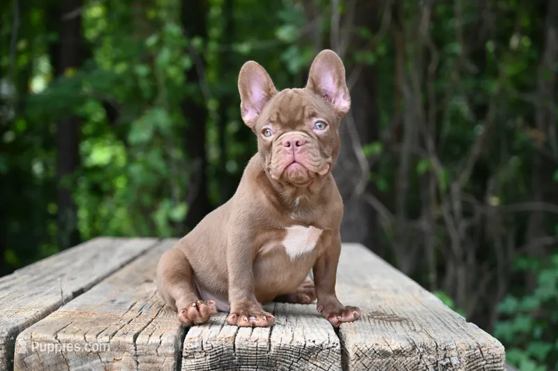 Golden – French Bulldog puppy for sale in Decatur, GA