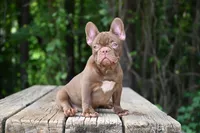 Golden, a male French Bulldog for sale in Decatur, GA – 2 of 10