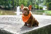 Golden, a male French Bulldog for sale in Decatur, GA – 1 of 10