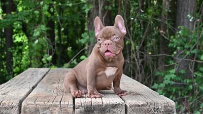 Golden, a male French Bulldog for sale in Decatur, GA – 10 of 10