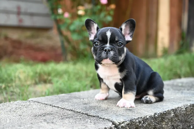 Poppy – French Bulldog puppy for sale in Decatur, GA