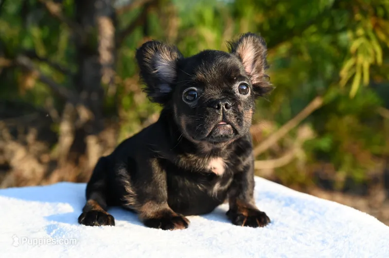 Lilly – French Bulldog puppy for sale in Decatur, GA