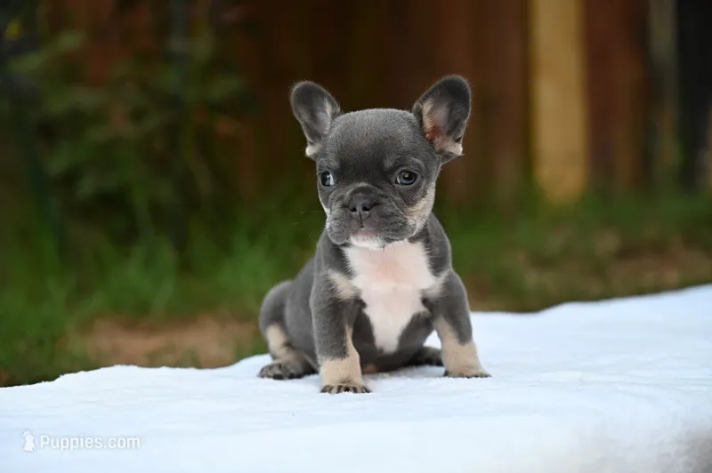 Pebbles – French Bulldog puppy for sale in Decatur, GA