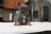 Ben, a male French Bulldog for sale in Decatur, GA – Photo 2 of 6
