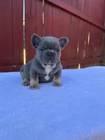 Ben, a male French Bulldog for sale in Decatur, GA – Photo 4 of 6