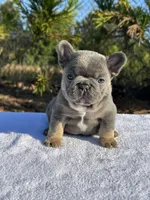 Ben, a male French Bulldog for sale in Decatur, GA – Photo 6 of 6