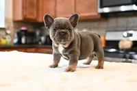 Ben, a male French Bulldog for sale in Decatur, GA – Photo 5 of 6