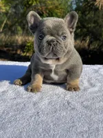 Ben, a male French Bulldog for sale in Decatur, GA – Photo 1 of 6