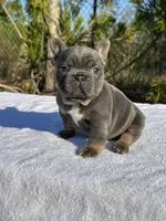 Ben, a male French Bulldog for sale in Decatur, GA – Photo 3 of 6