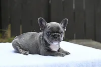 Peaches , a female French Bulldog for sale in Decatur, GA – 2 of 4