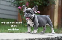 Smiley , a female French Bulldog for sale in Decatur, GA – 2 of 6