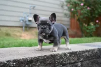 Bison, a male French Bulldog for sale in Decatur, GA – 3 of 5