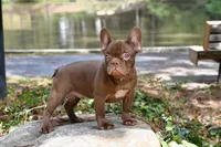Golden, a male French Bulldog for sale in Decatur, GA – 5 of 10