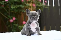 Sprinkles, a female French Bulldog for sale in Decatur, GA – 1 of 4