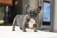 Sprinkles, a female French Bulldog for sale in Decatur, GA – 2 of 4