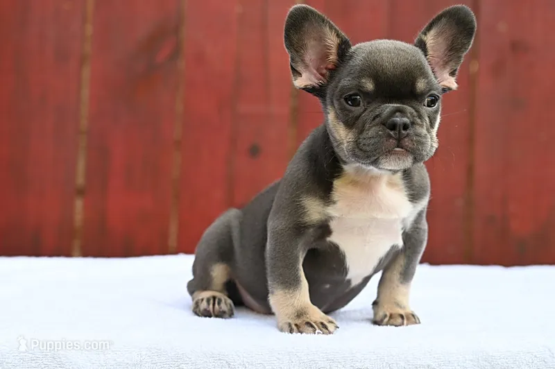 Smiley  – French Bulldog puppy for sale in Decatur, GA