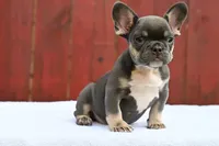 Smiley , a female French Bulldog for sale in Decatur, GA – 5 of 6