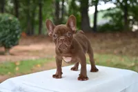 Golden, a male French Bulldog for sale in Decatur, GA – 2 of 3