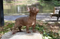 Golden, a male French Bulldog for sale in Decatur, GA – 6 of 10