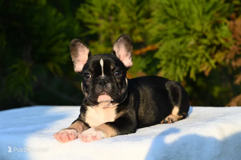 Poppy – French Bulldog puppy for sale in Decatur, GA