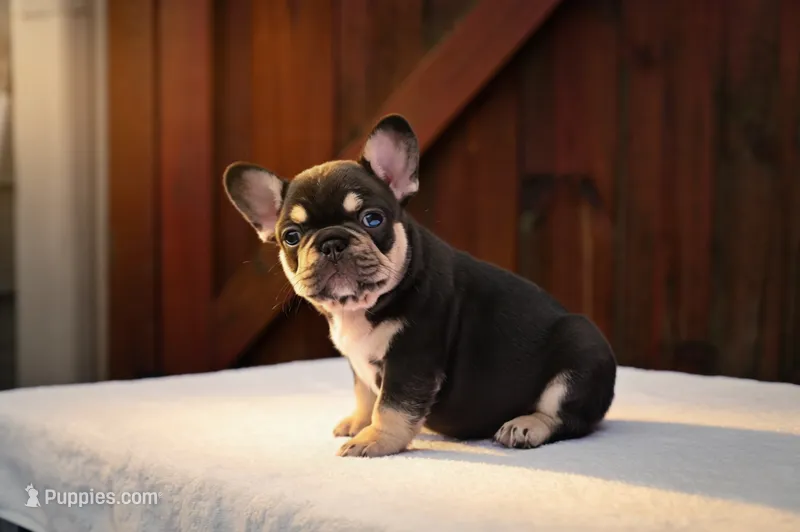 Honey  – French Bulldog puppy for sale in Decatur, GA