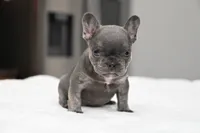 Bleu, a male French Bulldog for sale in Decatur, GA – 3 of 5